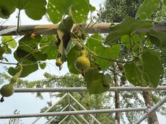 -洪湖家庭农场·团建·露营·会议