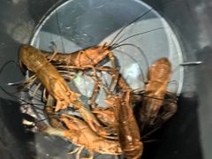 -虾胡闹龙虾馆(湄南河店)