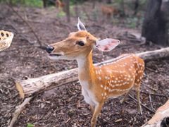 -清迈夜间动物园