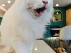 -飞行喵MR PILOT|猫舍·猫咖(静安大融城店)