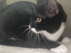 -萌兽医馆·宠物医院·猫骨科(创景店)