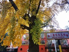 -三里屯东五街银杏大道