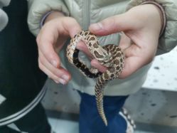 -Moni星球萌宠·小马宝莉·灵蛇·高端高阶全萌宠互动体验俱乐部(红豆国际广场店)