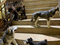 -more than meow吴止猫主题餐厅(承德 中船汇店)