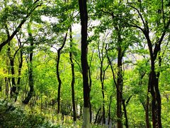 -重庆平顶山公园