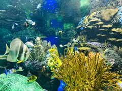 -瑞普利水族馆