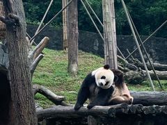 -都江堰中华大熊猫苑