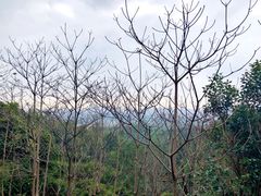 -火炉山森林公园
