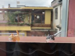 -喵屿·大理花园猫咖