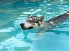 -汪说喵讲宠物乐园宠物酒店(红星美凯龙店)