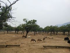 -西安秦岭野生动物园