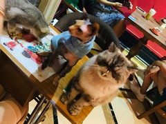 -猫色咖啡·猫咖