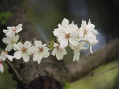 -杭州植物园