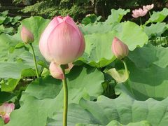 -陈家山荷花公园