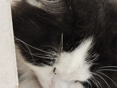 -共舞时光猫咖·狗咖(新街口店)