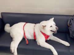 -申普宠物医院·心脏介入·心血管微创(总院)
