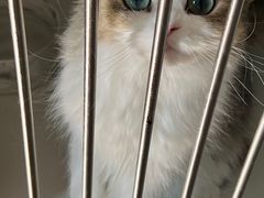 -十月米努特矮脚猫舍