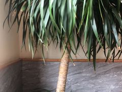 -宋益驴蹄子面肉夹馍(辛家庙店)