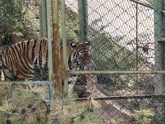 -青藏高原野生动物园