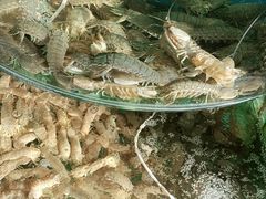 -沿海渔家院蒸汽海鲜·东北菜(东戴河店)