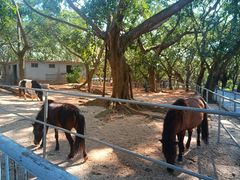-广东茂名森林公园