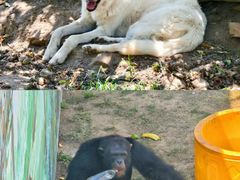 -西霞口神雕山野生动物世界