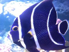 -暹罗海洋世界