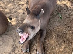 -西霞口神雕山野生动物世界