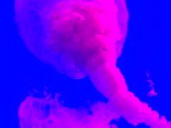 -瑞普利水族馆