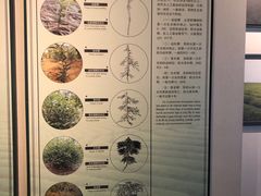 -中国茶叶博物馆(双峰馆区)