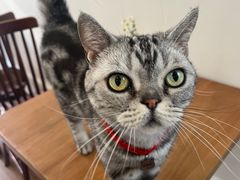 -有猫主题·治愈系猫咖(曾厝垵店)