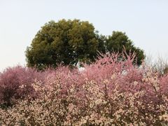 -秀丽东方