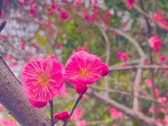 -杭州半山国家森林公园