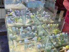 -青石桥花鸟鱼虫市场(叠翠城店)