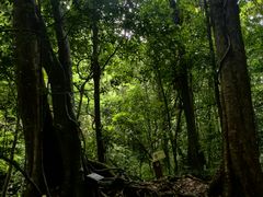 -莫里热带雨林景区