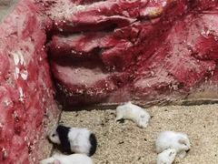 -上海大自然野生昆虫馆(东方明珠·爬宠昆虫探索中心)