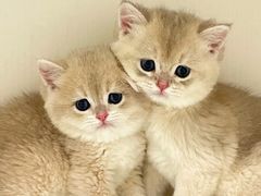 -lincat·猫舍(广州店)