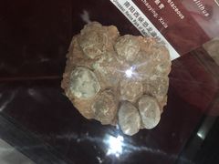 -中国西峡恐龙遗迹园