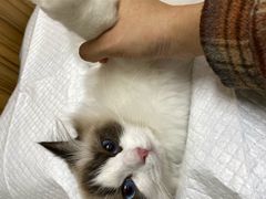 -御宝贝24h宠物医院·转诊中心·CT核磁血透中心(厦门总院)