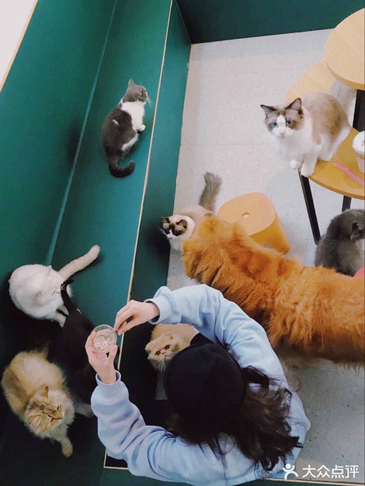 打卡一家可以rua猫又可以撸狗的店