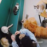 打卡一家可以rua猫又可以撸狗的店
