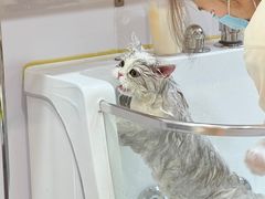 -佐罗家宠物馆·猫文化馆(紫霞路店)