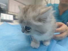 -中农国际动物医院24小时·猫科·骨科·急重症中心