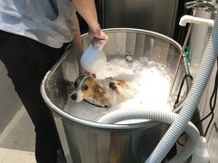 -PETKIT 小佩宠物·低压洗护·美容·寄养(安远店)