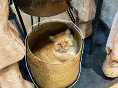 -小时光咖啡馆(开森度假森林店)