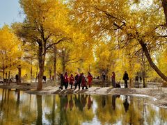 -金塔沙漠胡杨林景区