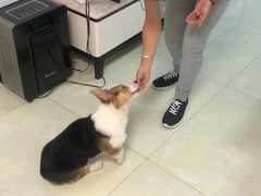 -多乐狗狗宠物训练工作室