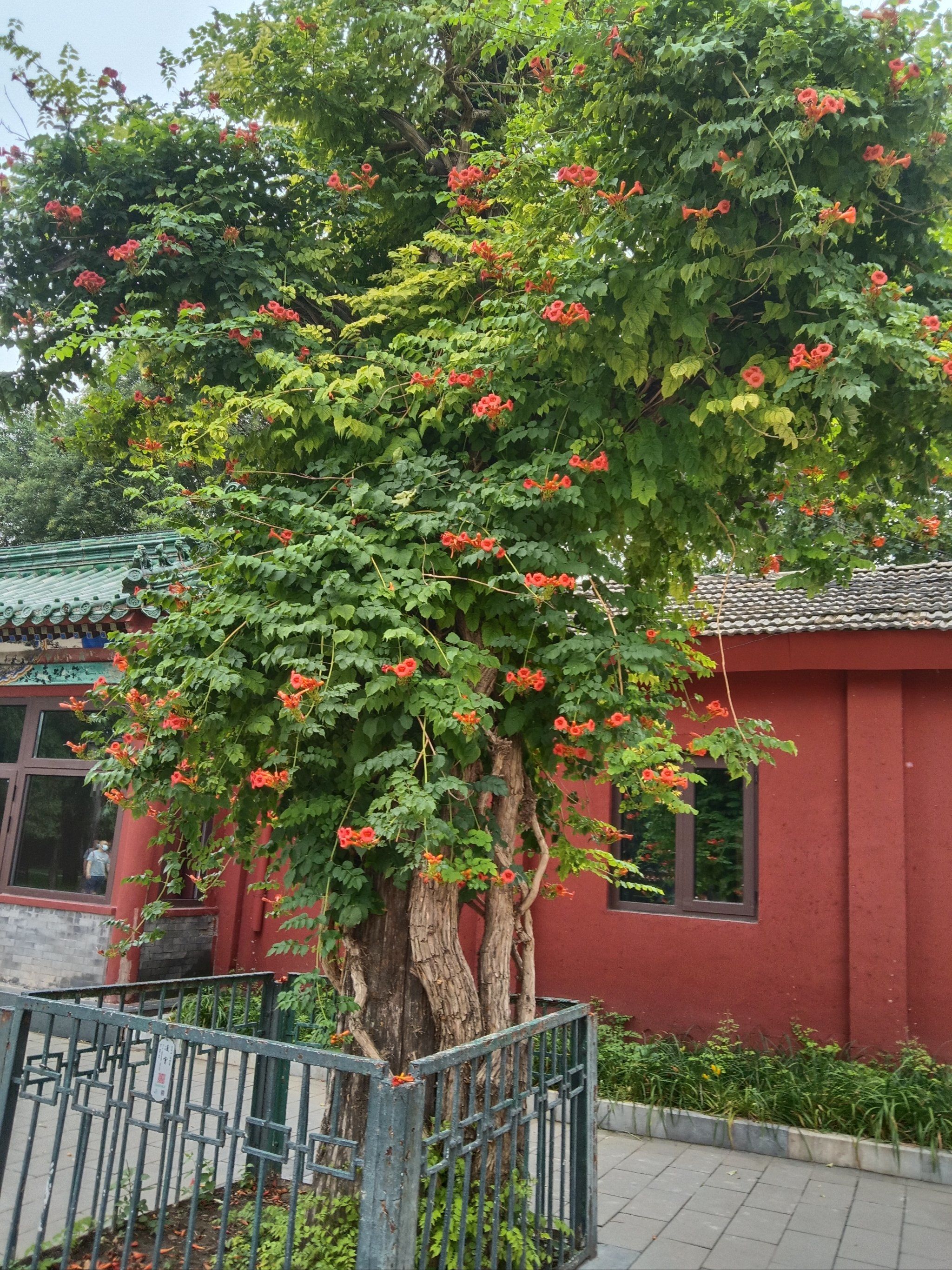 地坛花已开