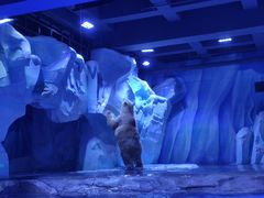 -上海海昌海洋公园-冰山北极馆