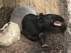 -清迈夜间动物园